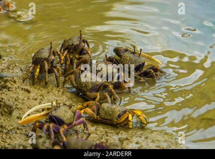 groupe de crabes de fiddler marchant ensemble dans l'eau, la spéciie des crustacés tropicaux Banque D'Images