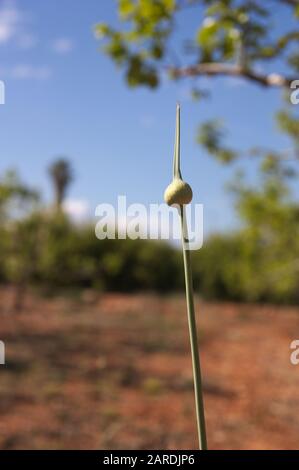 Une plante d'ail sauvage, l'ail éléphant (Allium amloparum) qui pousse dans un champ cultivé avec de l'espace pour ajouter des textes, copie à gauche Banque D'Images