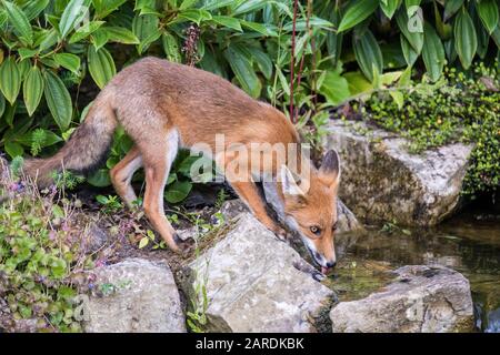 Renard rouge sauvage (Vulpes vulpes) en été chaud boire à partir d'un étang, photographié près de Godalming, Angleterre Banque D'Images