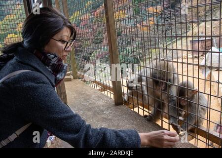 Femme nourrissant des singes macaques japonais à Iwatayama Monkey Park, Arashiyama, Kyoto, Japon Banque D'Images