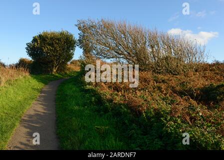 Arbre soufflé en route entre la baie de Limeslade et la baie de Langland sur la péninsule de Gower près de Swansea au Pays de Galles, au Royaume-Uni Banque D'Images