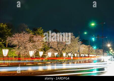 La vue sur la rue de la ville de Hirosaki s'illuminent la nuit en saison des cerisiers en fleurs au printemps. Beauté pleine fleur rose sakura arbres fleurs avec lumières s'illuminent Banque D'Images