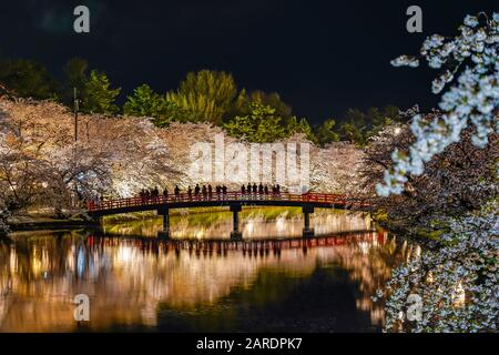 Le festival de fleurs de cerisier du parc Hirosaki matsuri s'illumine la nuit. Beauté fleurs roses pleine fleur dans le pont de Shunyo-bashi de la moat ouest et des lumières s'illuminent Banque D'Images