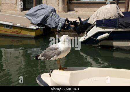 Venise, Italie - 19 avril 2019: Modèle Seagull posant sur bateau dans un des canaux de Venise, Italie pendant la journée ensoleillée. Banque D'Images