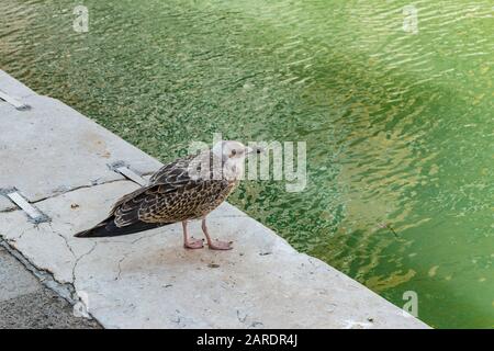 Venise, Italie - 19 avril 2019 : modèle Seagull posé sur le bord d'un canal à Venise, Italie pendant la journée ensoleillée. Banque D'Images