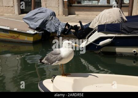 Venise, Italie - 19 avril 2019: Modèle Seagull posant sur bateau dans un des canaux de Venise, Italie pendant la journée ensoleillée. Banque D'Images