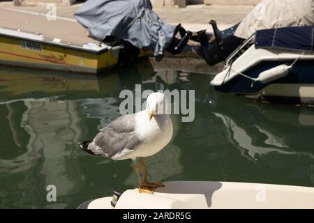 Venise, Italie - 19 avril 2019: Modèle Seagull posant sur bateau dans un des canaux de Venise, Italie pendant la journée ensoleillée. Banque D'Images