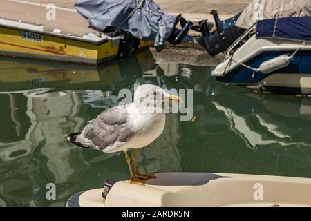 Venise, Italie - 19 avril 2019: Modèle Seagull posant sur bateau dans un des canaux de Venise, Italie pendant la journée ensoleillée. Banque D'Images