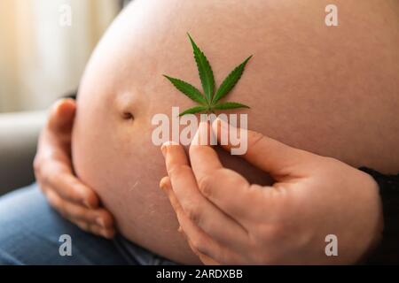Gros plan sur le ventre d'une femme fortement enceinte, tenant une feuille de cannabis à la main, consommation de marijuana pour soulager la douleur pendant la naissance naturelle Banque D'Images