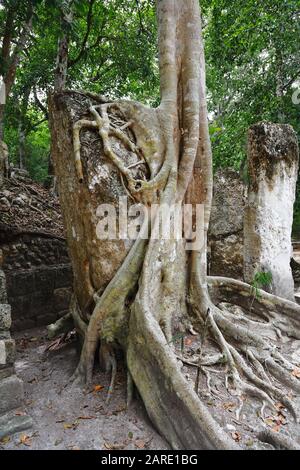 Une grande stèle en pierre est effectivement étranglée par le tronc et les racines d'un grand arbre dans l'ancienne ville maya de Calakmul, au Mexique. Banque D'Images
