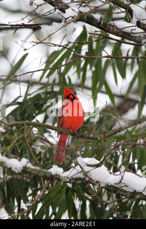 Cardinal dans un arbre enneigé Banque D'Images