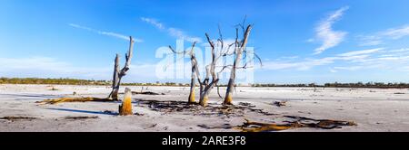 Arbres morts debout dans un lit sec de Job Lake près de Bencubbin. Australie Occidentale Banque D'Images