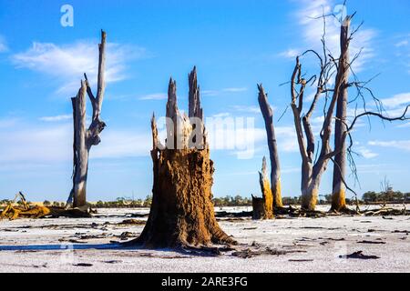 Arbres morts debout dans un lit sec de Job Lake près de Bencubbin. Australie Occidentale Banque D'Images