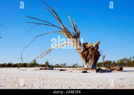 Arbres morts debout dans un lit sec de Job Lake près de Bencubbin. Australie Occidentale Banque D'Images