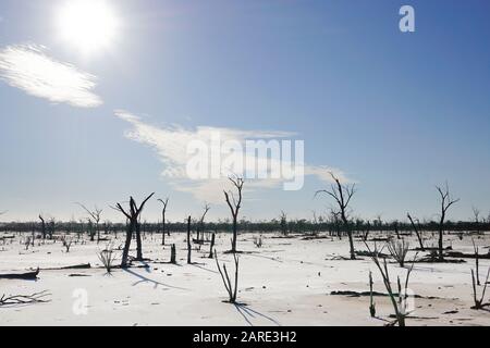 Arbres morts debout dans un lit sec de Job Lake près de Bencubbin. Australie Occidentale Banque D'Images