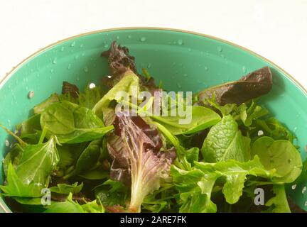 Légumes mélangés fraîchement rincés d'épinards, d'argula, de laitue à feuilles rouges pour la vidange de la salade dans la passoire Banque D'Images