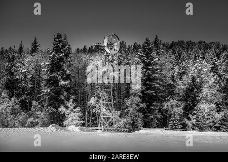 Ancien moulin à vent dans un champ entouré de pins. Banque D'Images