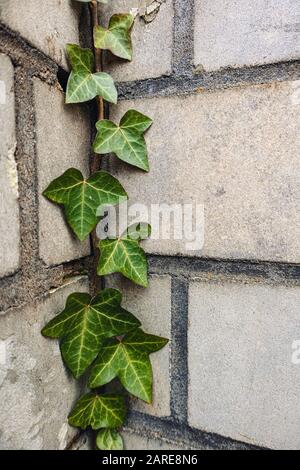 Image verticale des feuilles de lierre sur le mur - a belle photo pour les fonds d'écran et les fonds d'écran Banque D'Images