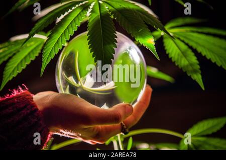 Foyer sélectif près de la main de la femme tenant la boule de cristal devant une source de lumière avec des feuilles de plants de marijuana. Sphère rétroéclairé avec feuilles de pot Banque D'Images