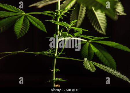 Gros plan sélectif de la tige de la plante de cannabis. De petites feuilles bien éclairées provenant d'une usine de marijuana sur fond noir Banque D'Images