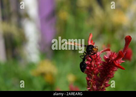 Un potier perché sur une fleur rouge de celosia. Surakarta, Indonésie. Banque D'Images