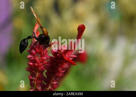 Un potier perché sur une fleur rouge de celosia. Surakarta, Indonésie. Banque D'Images