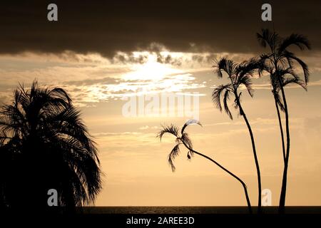 Lever du soleil et nature : lever du soleil sur la côte avec des palmiers silhouettés contre un ciel doré nuageux. Banque D'Images