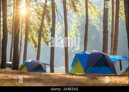 Camping dansant dans la forêt de Pang Ung, province de Mae Hong son, Thaïlande Banque D'Images