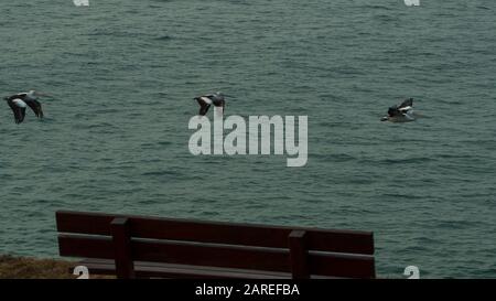 Un verrou de pélicans volant sur la mer Banque D'Images