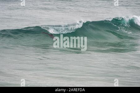 Un dauphin à la bottlenose surfant à travers une vague, côte est australienne en Nouvelle-Galles du Sud Banque D'Images