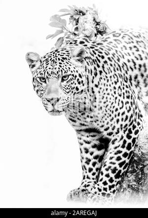 Portrait d'un Jaguar Banque D'Images