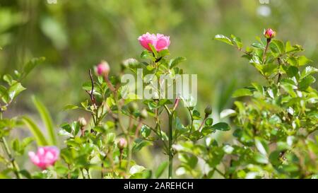 Rose Anglais Rosa. Fleurs en arrière-plan avec soleil dans le jardin d'été Banque D'Images