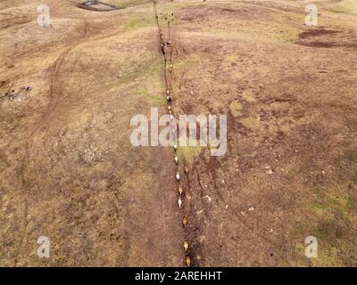 Vue aérienne des vaches dans une ferme à la suite d'une clôture et en marchant sur une légère colline à Victoria, en Australie. Banque D'Images