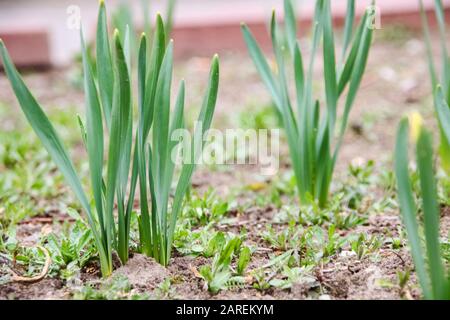 Les feuilles vertes d'herbe au début du printemps se ferment Banque D'Images