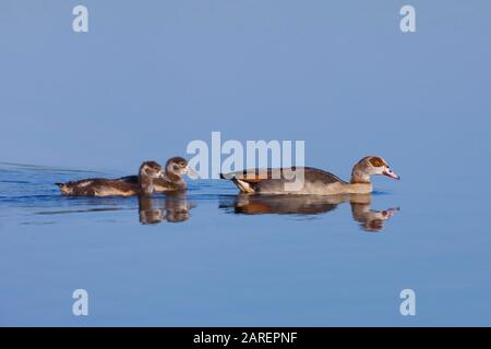 Oies égyptiennes (Alopochen aegyptiaca), animaux de la mère avec de jeunes animaux dans l'eau, Hesse, Allemagne Banque D'Images