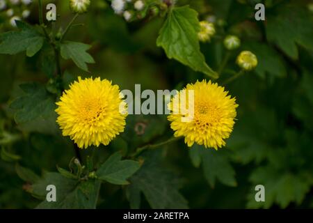 Taraxacum officinale, le pissenlit commun, est une plante herbacée vivace florissante de la famille des Asteraceae. Il peut être trouvé en croissance dans tempéré r Banque D'Images