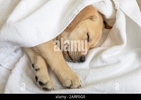 mignon petit chiot de neuf semaines dormant sur fond blanc. Banque D'Images