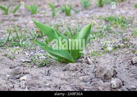 La première plante verte germe sur terre près Banque D'Images