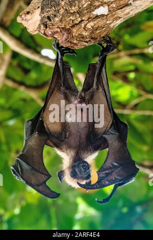 Une chauve-souris aux fruits des Seychelles ou un renard volant Pteropus seychellensis accroché à une branche de la Digue aux Seychelles Banque D'Images