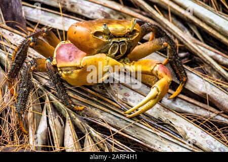 Crab araignée, Neosarmatium meinerti dans les mangroves sur l'île de Curieuse, Seychelles. Banque D'Images