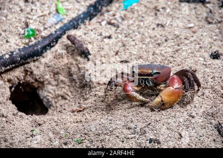 Crab araignée, Neosarmatium meinerti dans les mangroves sur l'île de Curieuse, Seychelles. Banque D'Images