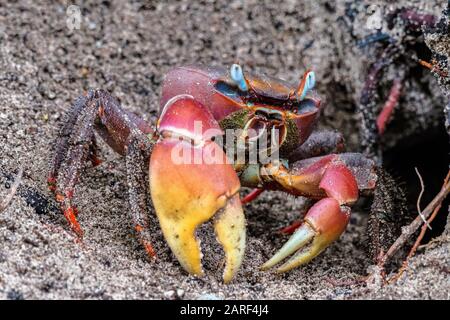 Crab araignée, Neosarmatium meinerti dans les mangroves sur l'île de Curieuse, Seychelles. Banque D'Images