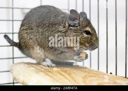 Écureuil degu dans une cage de près Banque D'Images
