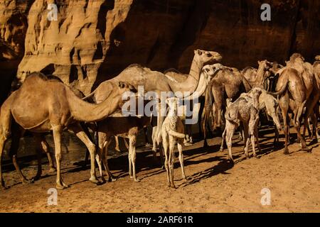 Portrait de la consommation des chameaux dans Bashikele guelta aka canyon dans l'Est de l'Ennedi, Tchad Banque D'Images