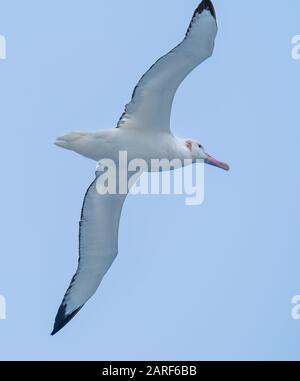 Albatros errant, passage de Drake, Antarctique. Il possède la plus longue étendue de tout oiseau vivant et une aire de répartition circumpolaire dans l'océan Austral. Banque D'Images