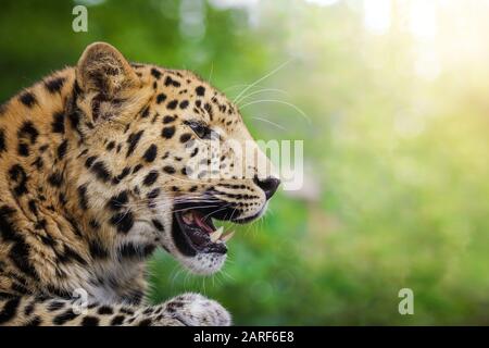 Vue latérale de l'Amur léopard adulte. Magnifique chat grand dans le profil, barant ses dents. Espace pour le texte.Cet animal est une espèce indigène en danger critique Banque D'Images