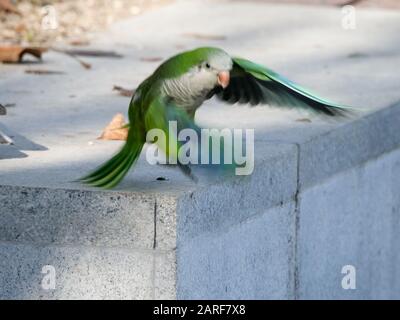 Espèces envahissantes de perroquet argentin qui se sont multipliées par le déplacement des oiseaux indigènes à Madrid Banque D'Images