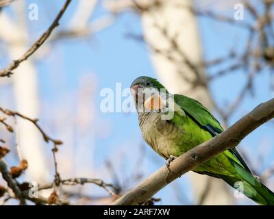 Espèces envahissantes de perroquet argentin qui se sont multipliées par le déplacement des oiseaux indigènes à Madrid Banque D'Images