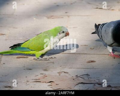 Espèces envahissantes de perroquet argentin qui se sont multipliées par le déplacement des oiseaux indigènes à Madrid Banque D'Images