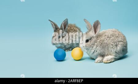 La chasse aux œufs arrive. Adorables lapins de Pâques près par des œufs peints isolés sur fond bleu studio, flyer pour votre annonce. Carte de vœux avec espace publicitaire. Concept de vacances, printemps, célébration. Banque D'Images